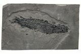 Devonian Lobe-Finned Fish (Osteolepis) Pos/Neg - Scotland #217956-2